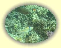 IMG_2007_05_30 14_02_36 * 2272 x 1704 * (657KB)